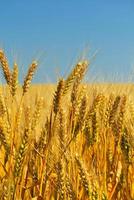 wheat field with blue sky in background photo