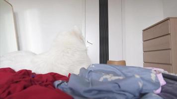 weißer pelziger hund im schlafzimmer video