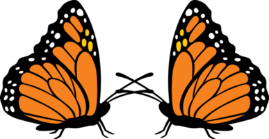 Two Butterflies Illustration png