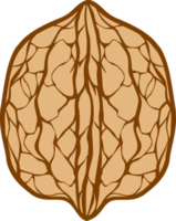 Walnut in Shell Illustration png