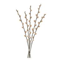 Pussy willow branches on white background. Spring illustration. Vector. vector