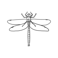 dragonfly insects and bug illustration png