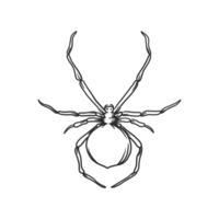 spider Insects and bug illustration png