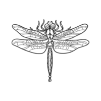 dragonfly insects and bug illustration png