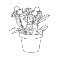 house plant illustration png
