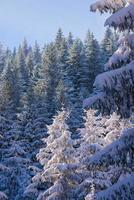 paisaje de invierno en el bosque al atardecer foto