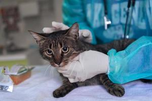 Veterinary team for treating sick cats, Maintain animal health Concept, animal hospital photo