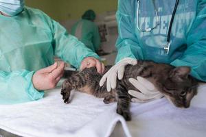 equipo veterinario para tratar gatos enfermos, mantener el concepto de salud animal, hospital de animales foto