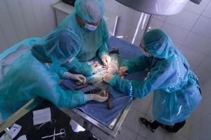 Real abdominal surgery on a cat in a hospital setting photo