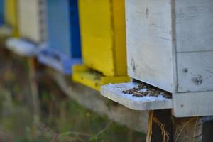 miel de abeja en casa en la naturaleza foto