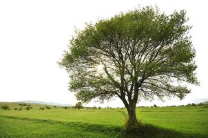 árbol solitario en meodow con cielo aislado foto