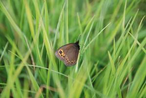 brow butterfly in grass photo