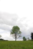 vista del árbol solitario foto