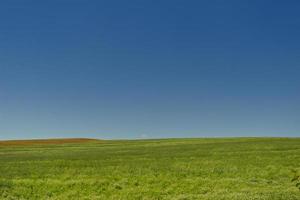 wheat field with blue sky in background photo