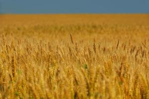 wheat field with blue sky in background photo