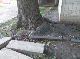 las raíces del árbol rompieron el asfalto en la ciudad foto