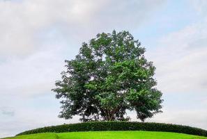 solo árbol en la montaña. foto