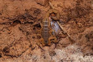 Adult Female Brazilian Yellow Scorpion photo