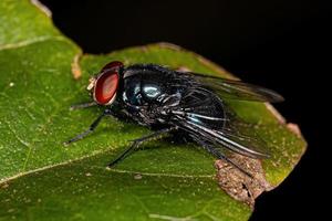 Adult Blow Fly photo