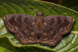 Adult Brown Moth photo