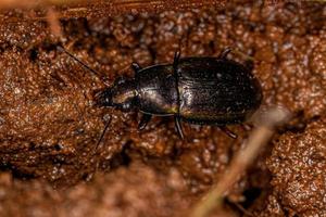 Adult Ground Beetle photo