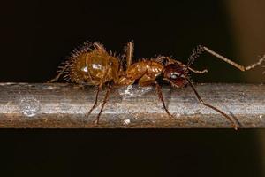 Adult Female Carpenter Ant photo