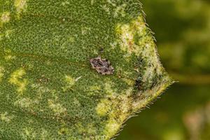 Small Lace Bug photo