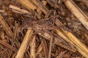 Small Wolf Spider photo