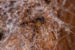 Dead Adult stingless bee photo