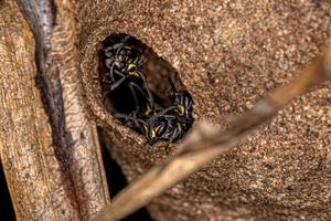 Adult Long-waisted Honey Wasps photo