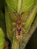 Assassin Bug Nymph photo