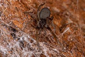 Female Southern House Spider photo