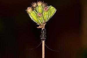 Small black insect nymph photo