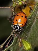 Adult Convergent Lady Beetle photo