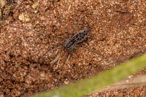 Small Nursery Web Spider photo