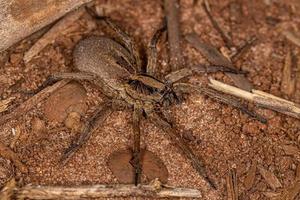 pequeña araña lobo foto