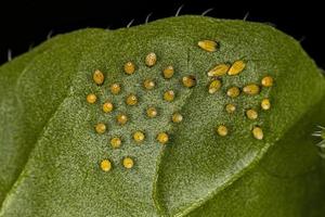 Great Southern White Butterfly Eggs photo