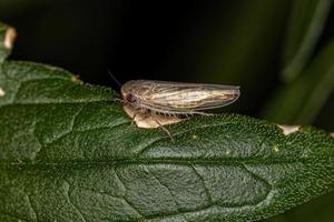 Small Typical Leafhopper photo