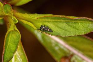 Lady Beetle Larvae photo