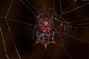 Adult Female Orbweaver photo