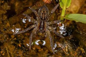 Aquatic Wolf Spider on water photo