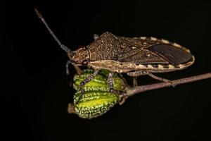 Adult Leaf-footed Bug photo