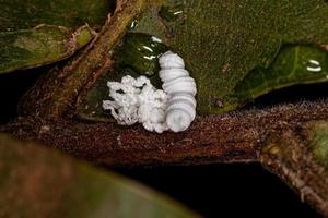 Flatid Insect nymph photo