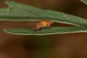 Adult Lauxaniid Fly photo