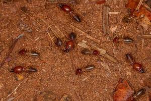 Adult Jawsnouted Termites photo