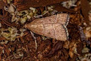 Adult Scaly-legged Pyralid Moth photo