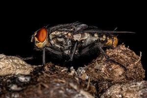 Adult Flesh Fly photo