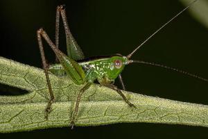 Leaf Katydid Nymph photo