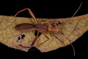 Adult Broad-headed Bug photo