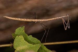 mantis thespid adulta foto